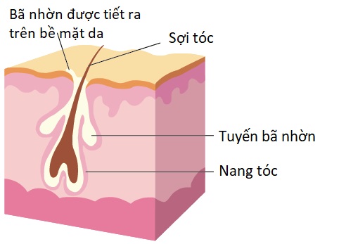 Tuyến bã nhờn